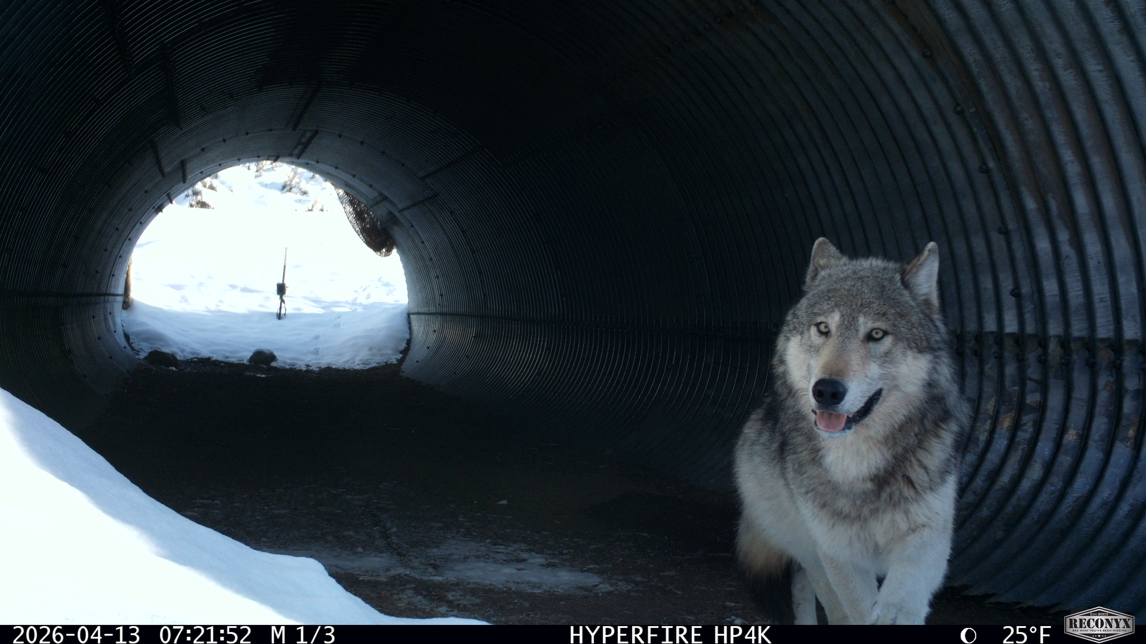 Gray wolf caught on camera in Mono County